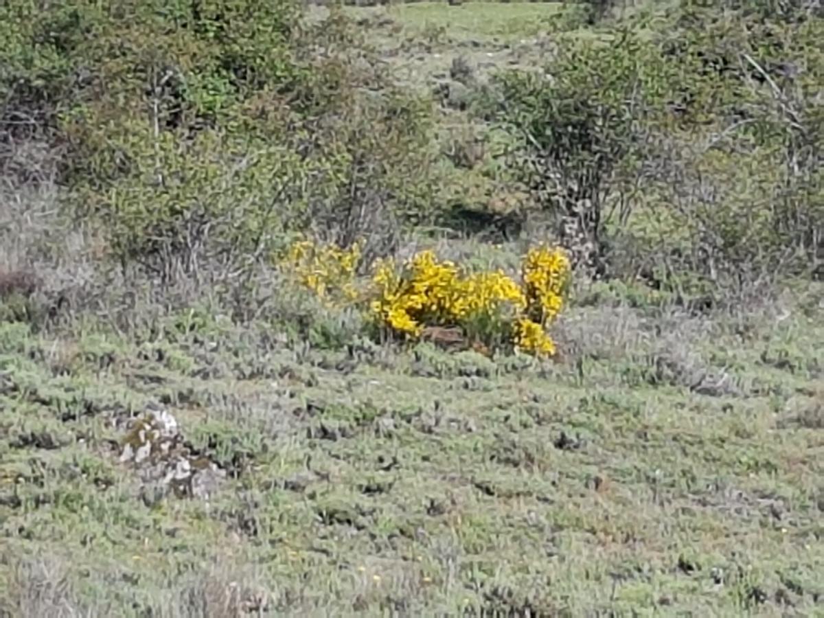 Horcajuelo de la Sierra La Posada De Horcajuelo מראה חיצוני תמונה