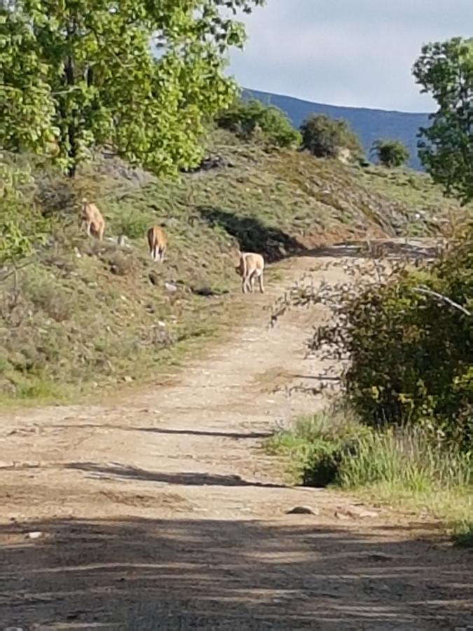 Horcajuelo de la Sierra La Posada De Horcajuelo מראה חיצוני תמונה